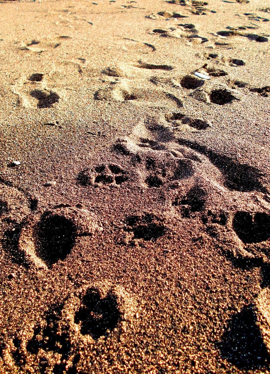 Footprints..