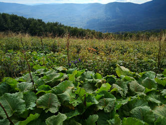 Bieszczady #6