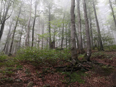 Bieszczady Mgla fog