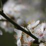 White Blossom 3