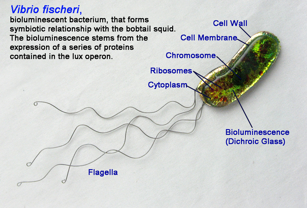 Трутовик окаймленный холерный вибрион. Vibrio fischeri бактерия. Холерный вибрион строение клетки. Vibrio harveyi бактерия.
