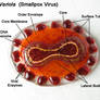 Variola Smallpox Virus Fused Glass Brooch 3