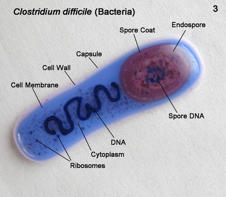 Fused glass Clostridium difficile Bacterium 3 by trilobiteglassworks on ...