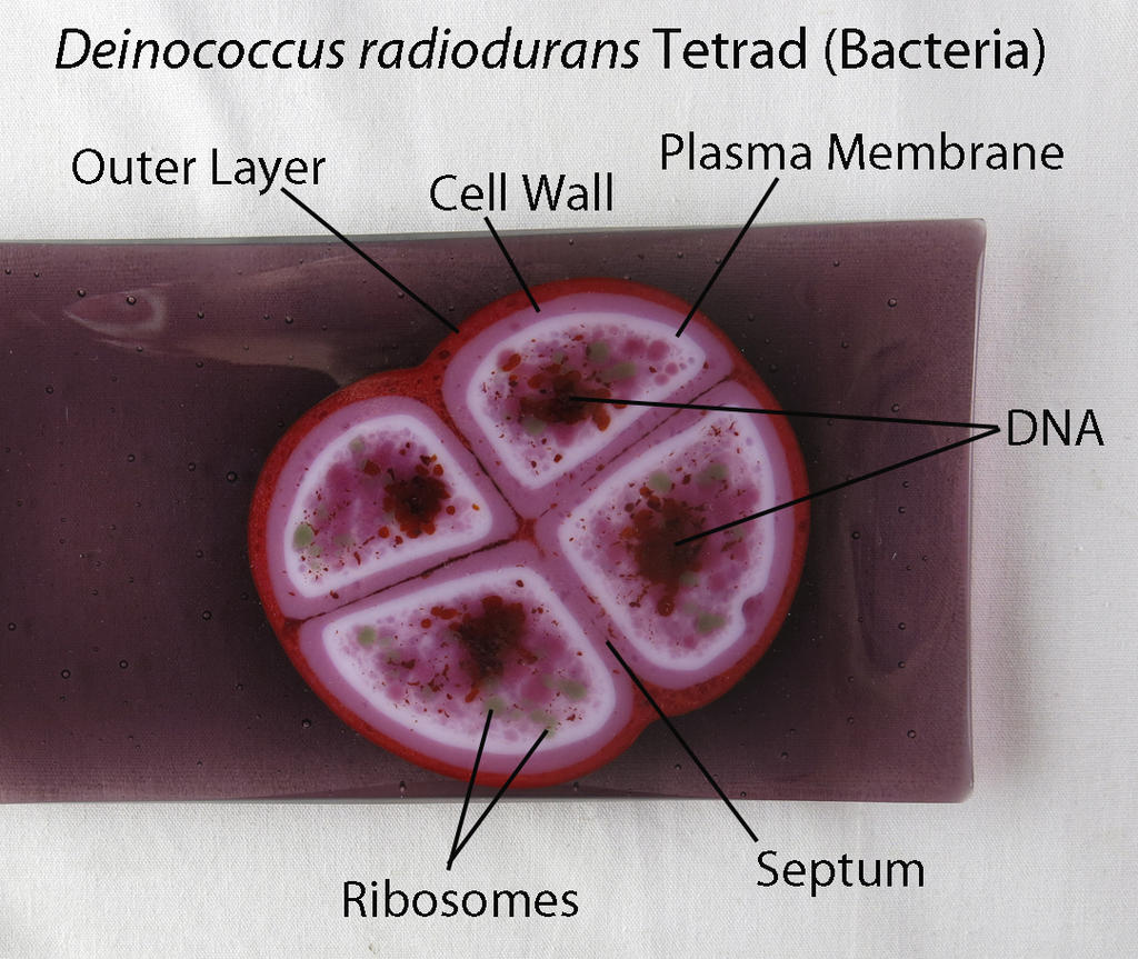 Deinococcus radiodurans Bacteria dish