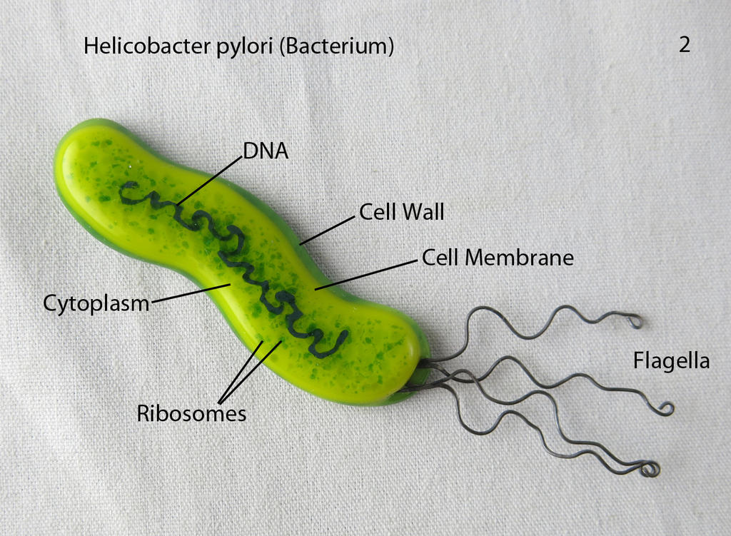 Бактерия вызывающая язву. Строение бактерии хеликобактер. Бактерии хиликобакторпилари. Helicobacter pylori строение.