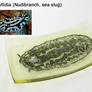 Nudibranch Sea Slug Phyllidia Fused Glass Dish