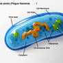 Yersinia pestis Plague Bacteria 1