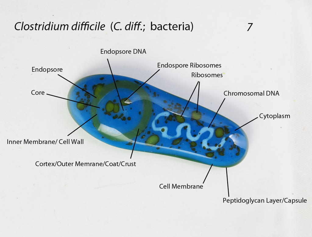 Clostridium difficile 7 Fused Glass Bacteria by trilobiteglassworks on ...