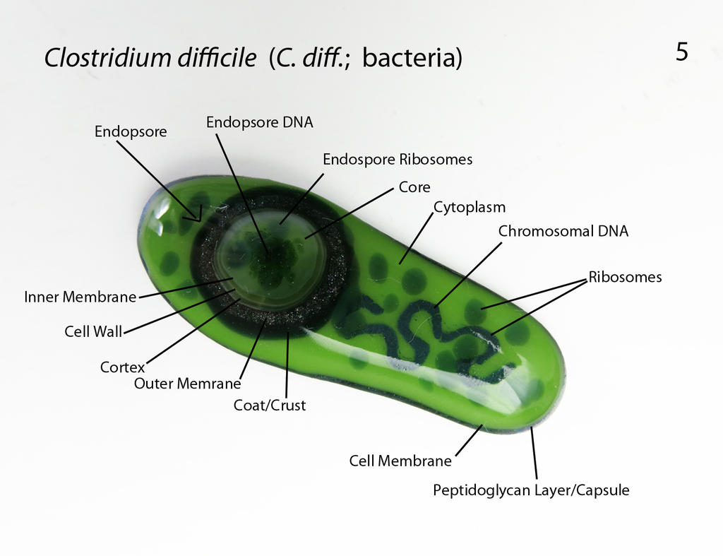 Clostridium difficile 5 Fused Glass Bacteria by trilobiteglassworks on ...