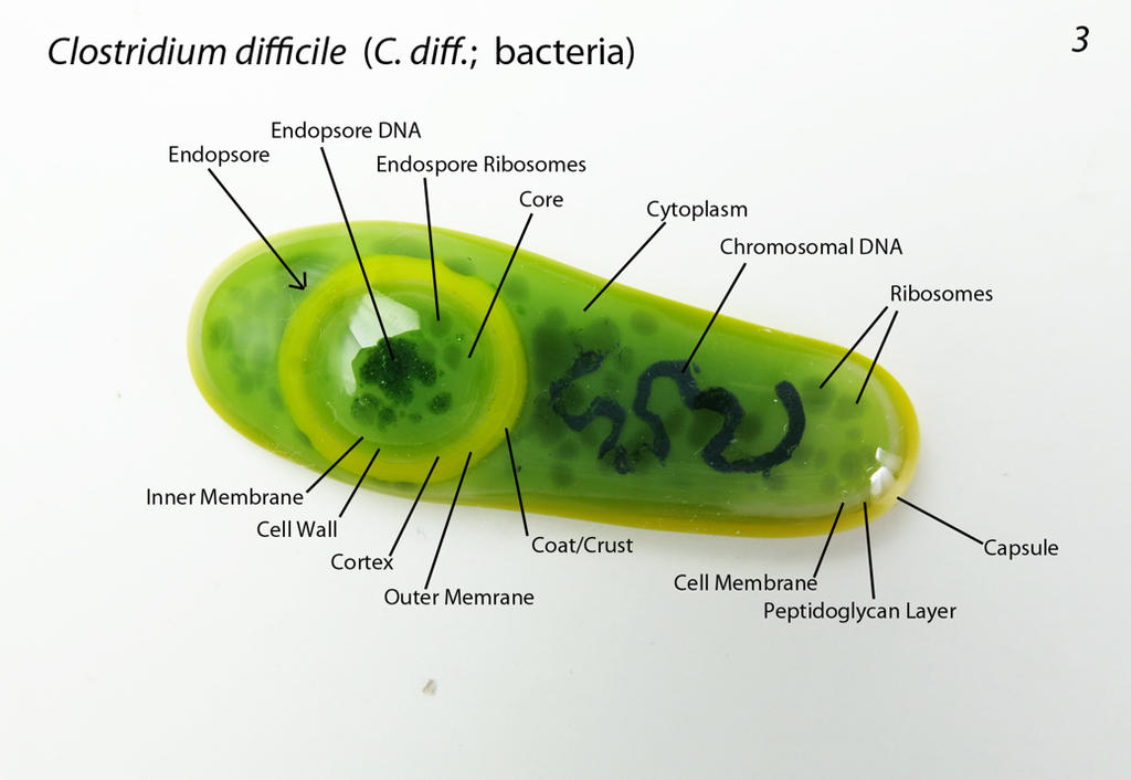 Clostridium difficile 3 Fused Glass Bacteria by trilobiteglassworks on ...