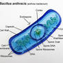 Bacillus anthracis 6 Anthrax Bacteria Oranment