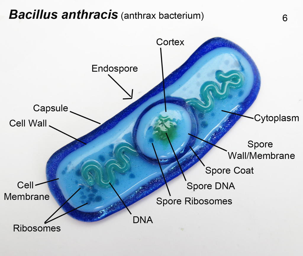 Bacillus Anthracis 6 Anthrax Bacteria Oranment By