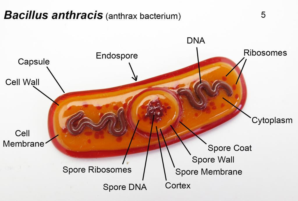 Anthrax Definition Bacillus anthracis 5 Anthrax Bacteria Oranment by trilobiteglassworks ...