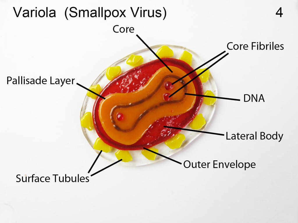 Smallpox Labeled Smallpox 4 Variola Virus Fused Glass Oranment by trilobiteglassworks on ...
