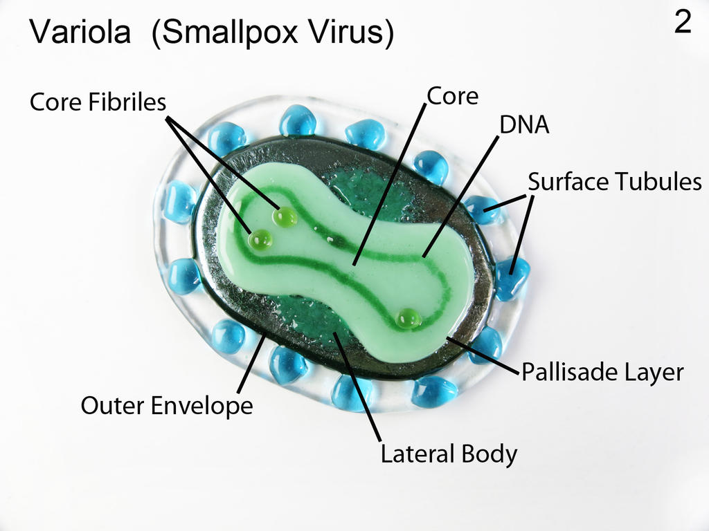 Smallpox Bitmap Smallpox 2 Variola Virus Fused Glass Oranment by trilobiteglassworks on ...