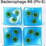 Bacteriophage phi6 Fused Glass Dishes