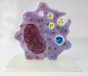 Macrophage Fused Glass Sculpture