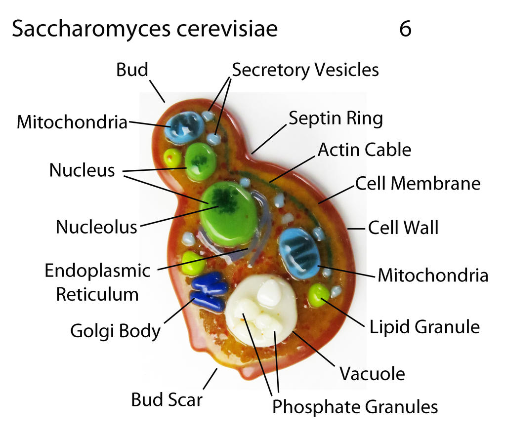 structural comparison of catalase a from saccharomyces... Saccharomyces cerevisiae 6 Yeast fused Glass by trilobiteglassworks on ...