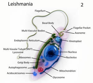 Leishmania 2 Fused Glass Pendant