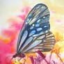 Butterfly in Watercolour