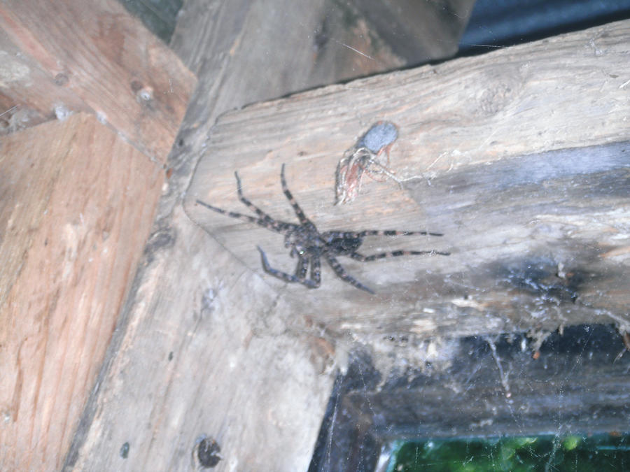 Spider Insect Deviantart spider by theDevineartist on DeviantArt