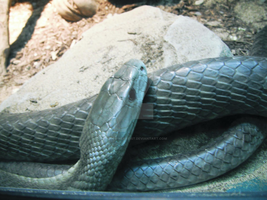 snake6 by theDevineartist on DeviantArt