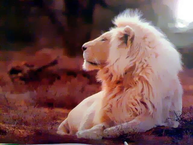 White lion