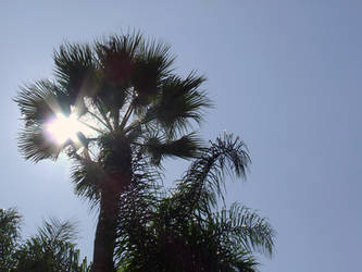 Sun and Palm