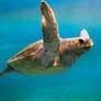 Sea turtle