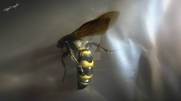 Pottery Wasp? - Species Unknown