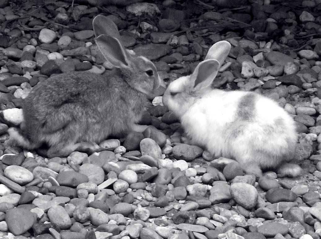 Rabbit Love