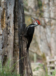 Woodpecker