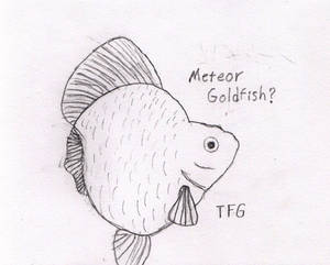 Fish News: Mystery of the Meteor Goldfish