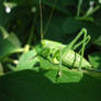 Green_grasshopper