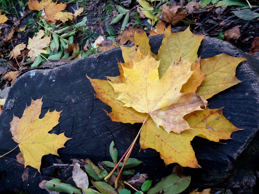 Leaf rust