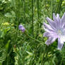 Chicory