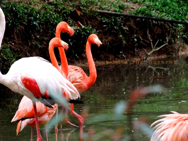 At Zoo Negara Malaysia 13