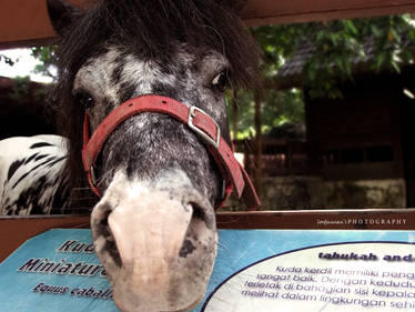 Zoo Negara Malaysia 9