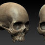 Skull Textured
