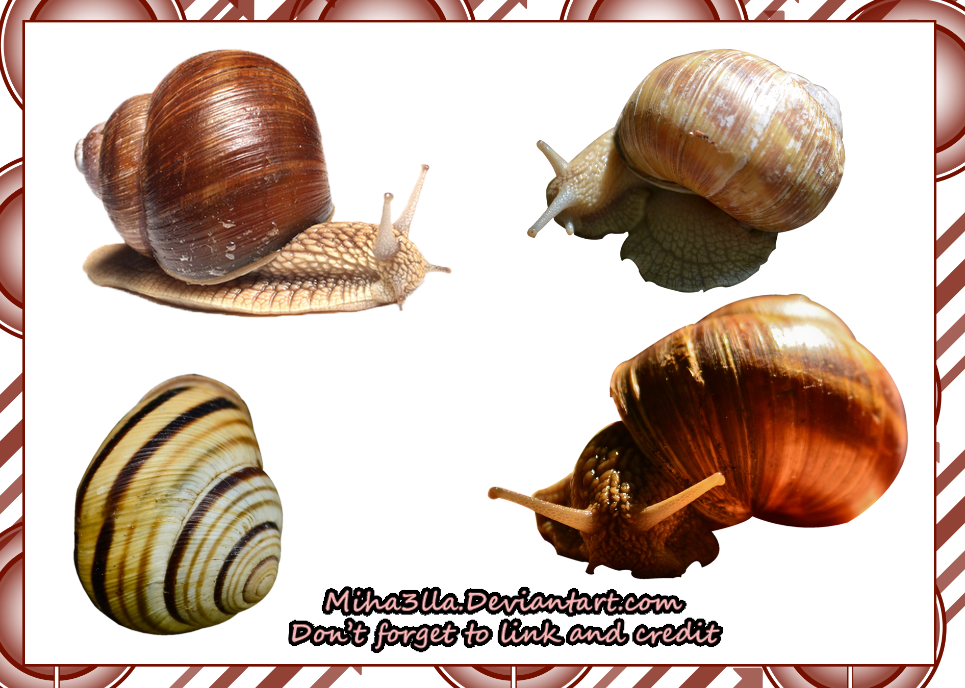 snail stock