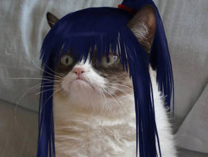 Grumpy-Cat Yuu Kanda