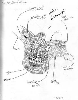 Helianthus leaf, cross-section