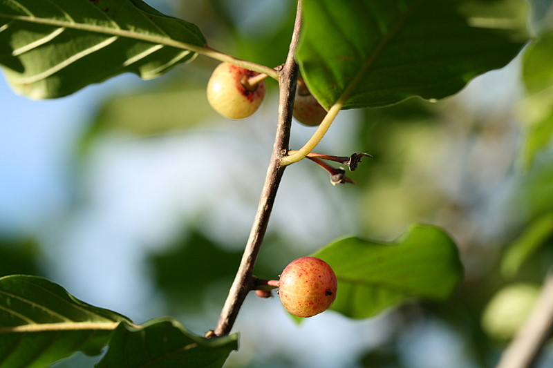 wild berries