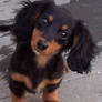 cute dachshund