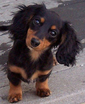 cute dachshund