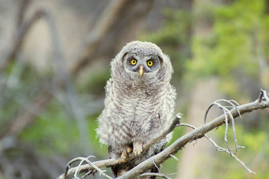 Young Great Gray Owl