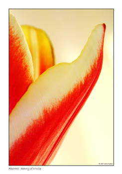 Abstract: beauty of a tulip