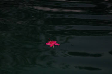 FLOATING FLOWER - STOCK