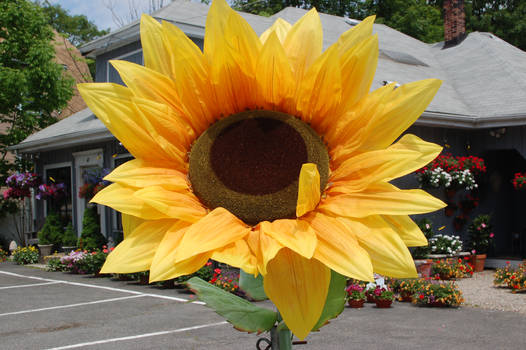 SUNFLOWER STOCK CLOSEUP 1