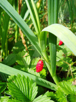 permacultural garden 5